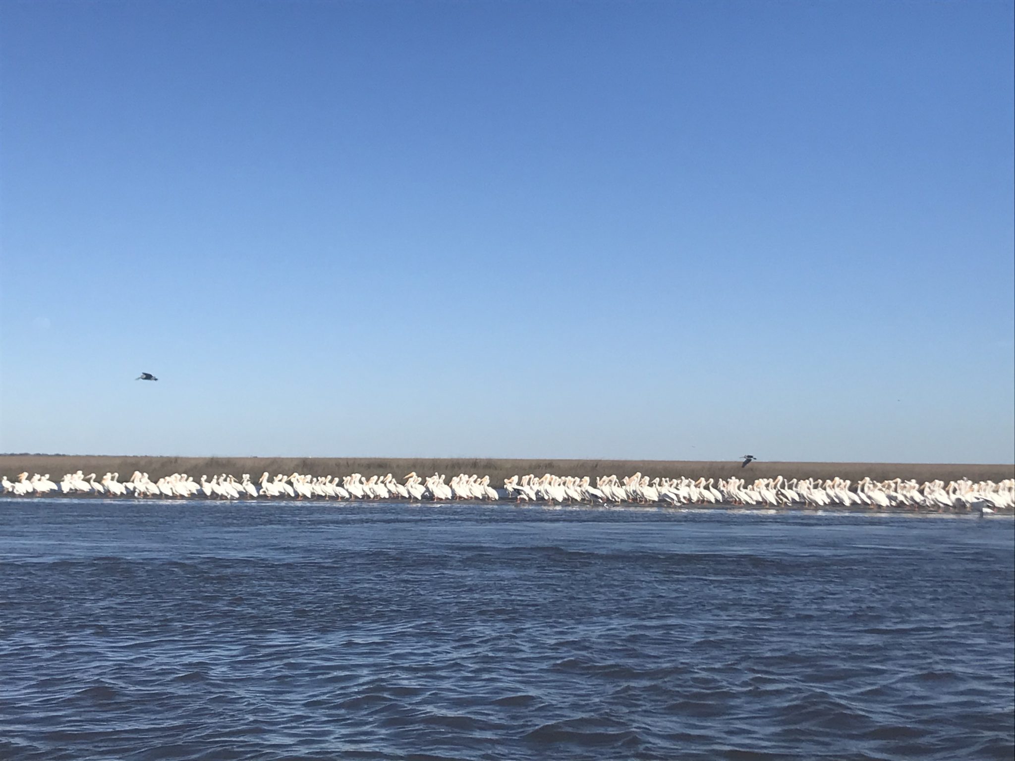 Brown Pelicans' Island Home Revamped