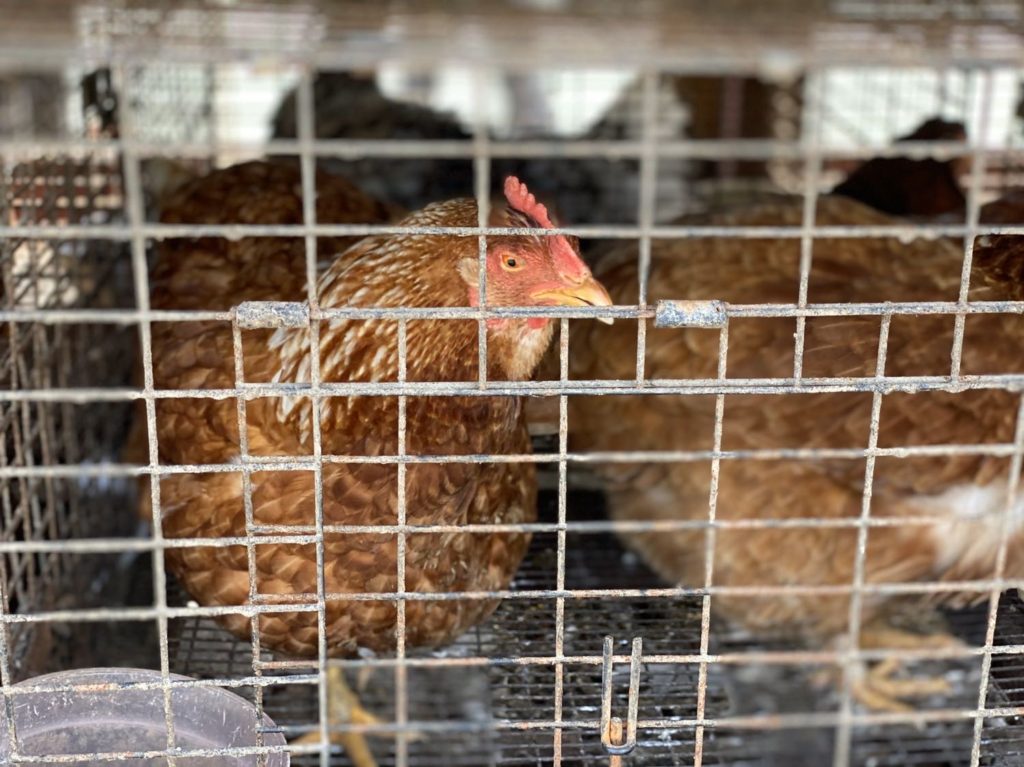 Hens in the Kluckin Tavern.